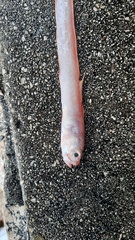 Cepola macrophthalma