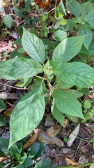 Ceanothus americanus