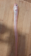 Cepola macrophthalma