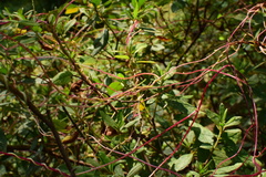 Cuscuta japonica
