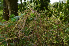 Cuscuta japonica