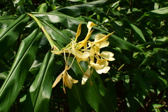 Hedychium flavescens