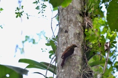 Lepidocolaptes affinis