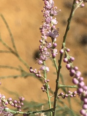 Tamarix