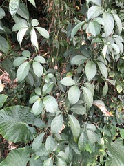 Neoalsomitra clavigera