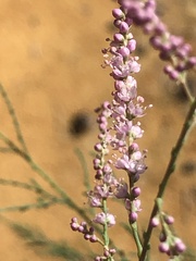 Tamarix