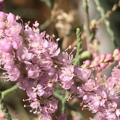 Tamarix
