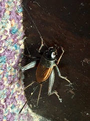 Gryllus rubens
