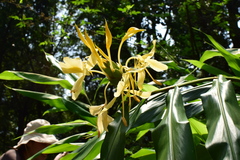 Hedychium flavescens