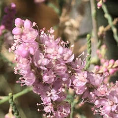 Tamarix
