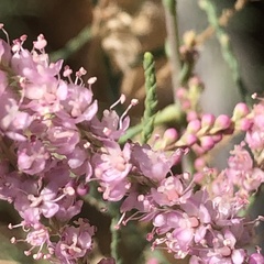 Tamarix