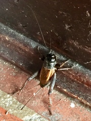 Gryllus rubens