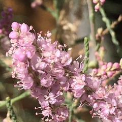 Tamarix