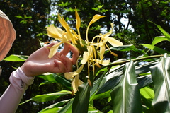 Hedychium flavescens