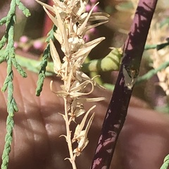 Tamarix