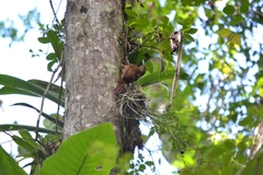 Lepidocolaptes affinis