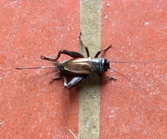 Gryllus rubens