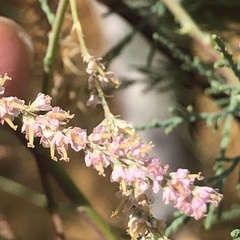 Tamarix