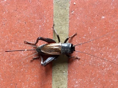 Gryllus rubens