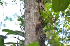 Lepidocolaptes affinis