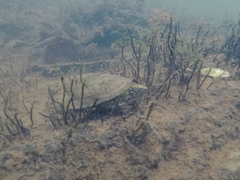 Sternotherus peltifer