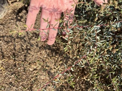 Angiospermae