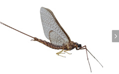 Hexagenia limbata