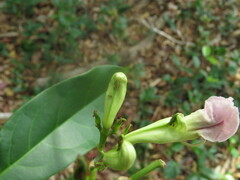 Bignonia corymbosa