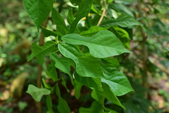 Ficus pandurata