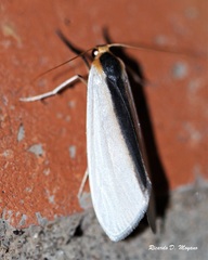 Agylla separata