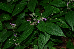 Strobilanthes dimorphotricha