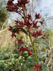 Clerodendrum indicum