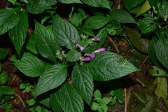 Strobilanthes dimorphotricha