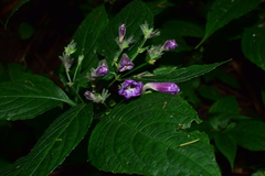 Strobilanthes dimorphotricha