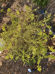 Vaccinium elliottii