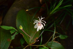 Tricyrtis macropoda