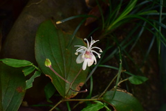 Tricyrtis macropoda