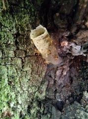 Tetragonisca angustula