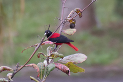Oriolus traillii ardens