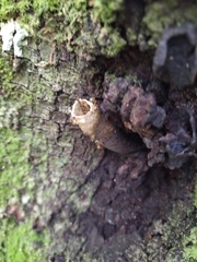 Tetragonisca angustula