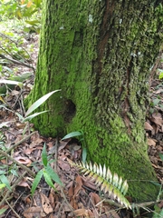 Tetragonisca angustula