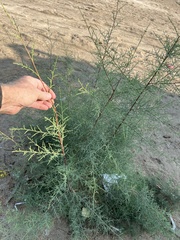 Tamarix ramosissima