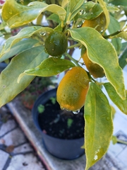 Citrus japonica
