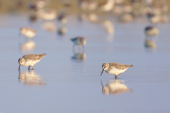 Calidris falcinellus