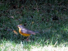 Basileuterus lachrymosus