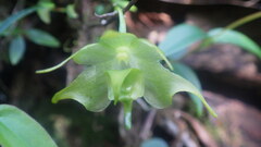 Aeranthes moratii