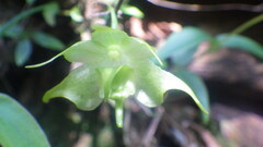 Aeranthes moratii
