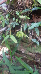 Aeranthes moratii