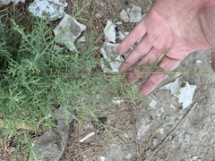 Tamarix ramosissima