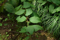 Scrophularia ningpoensis